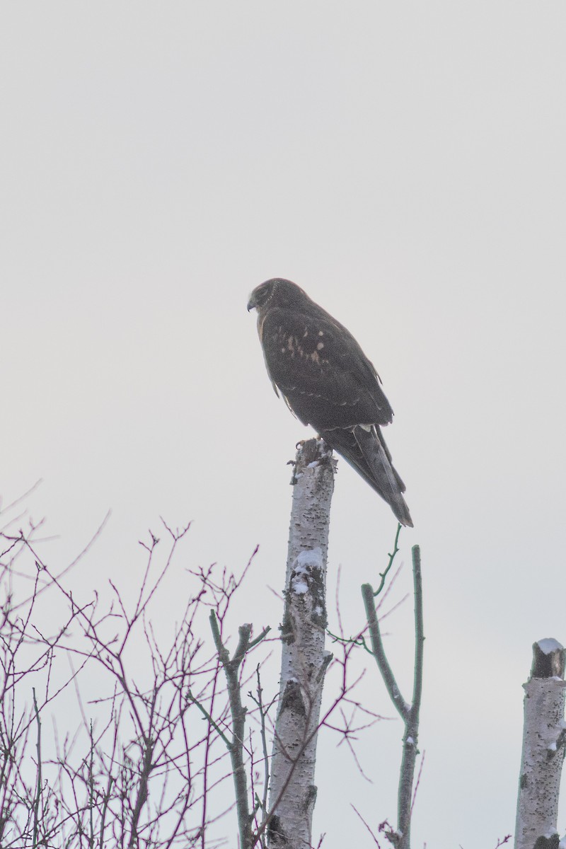 זרון אמריקני - ML646445966