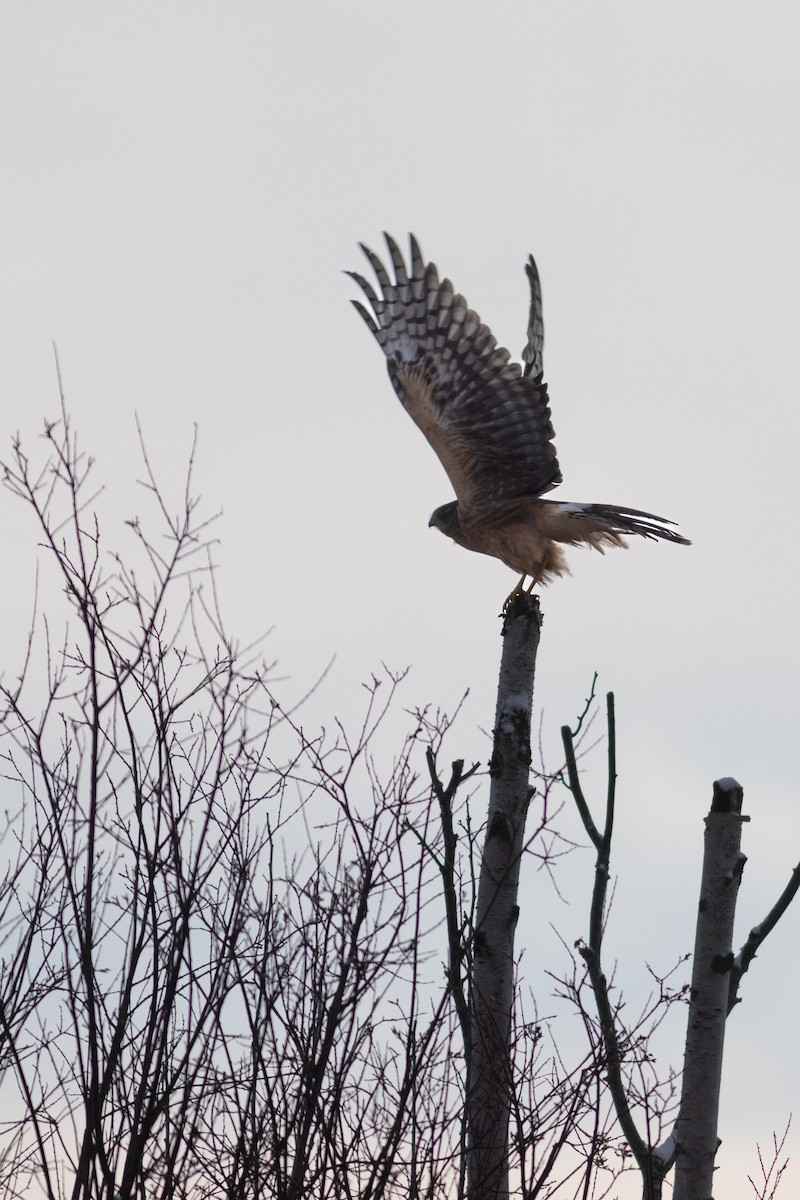 זרון אמריקני - ML646445967