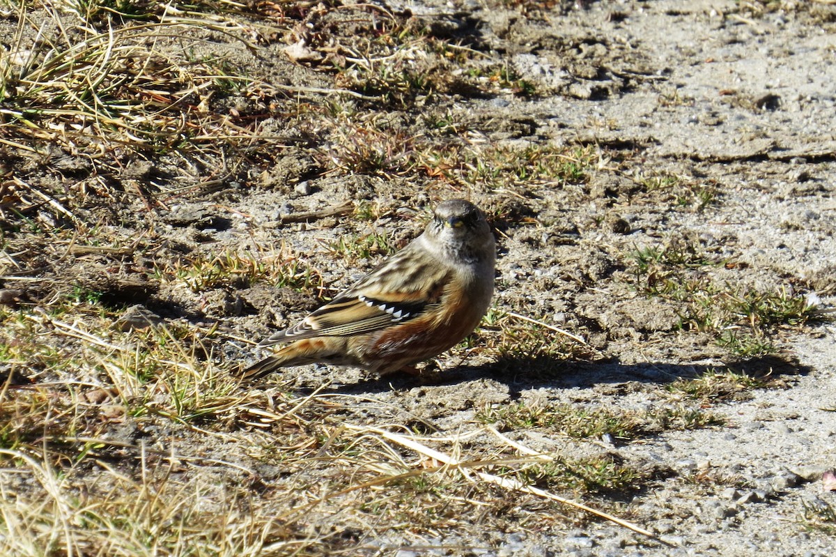 סתרי צוקים - ML646445968