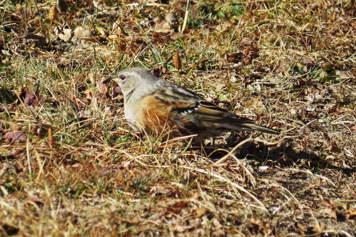 סתרי צוקים - ML646445970