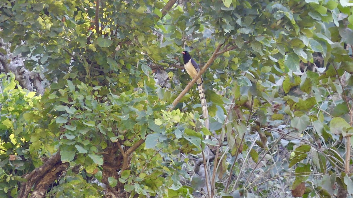 Red-billed Blue-Magpie - ML646445971