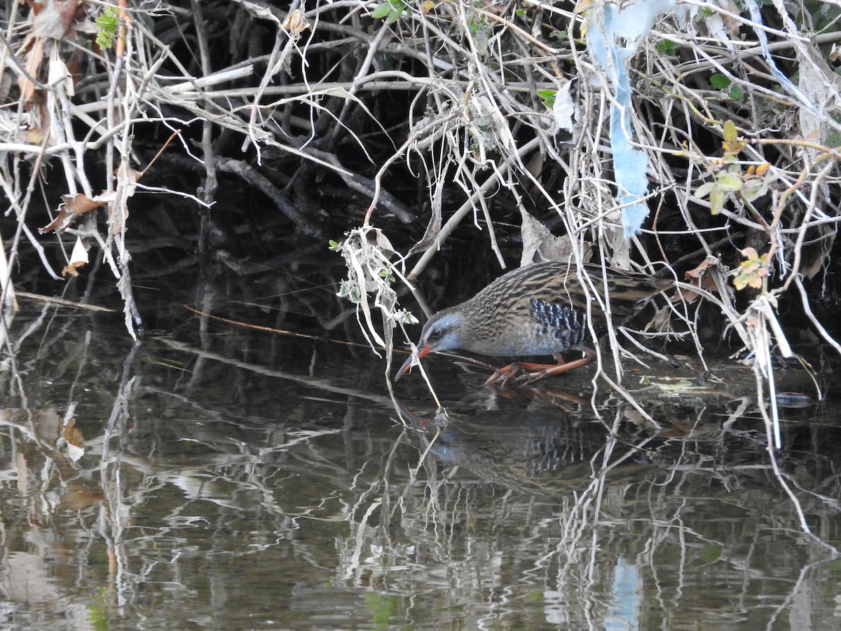 Brown-cheeked Rail - ML646445973