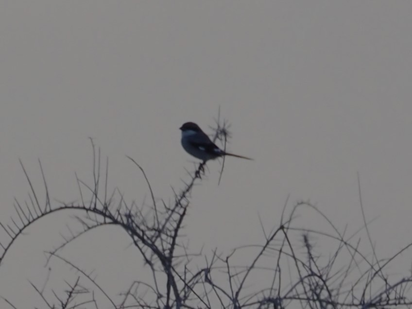 Great Gray Shrike - ML646445974