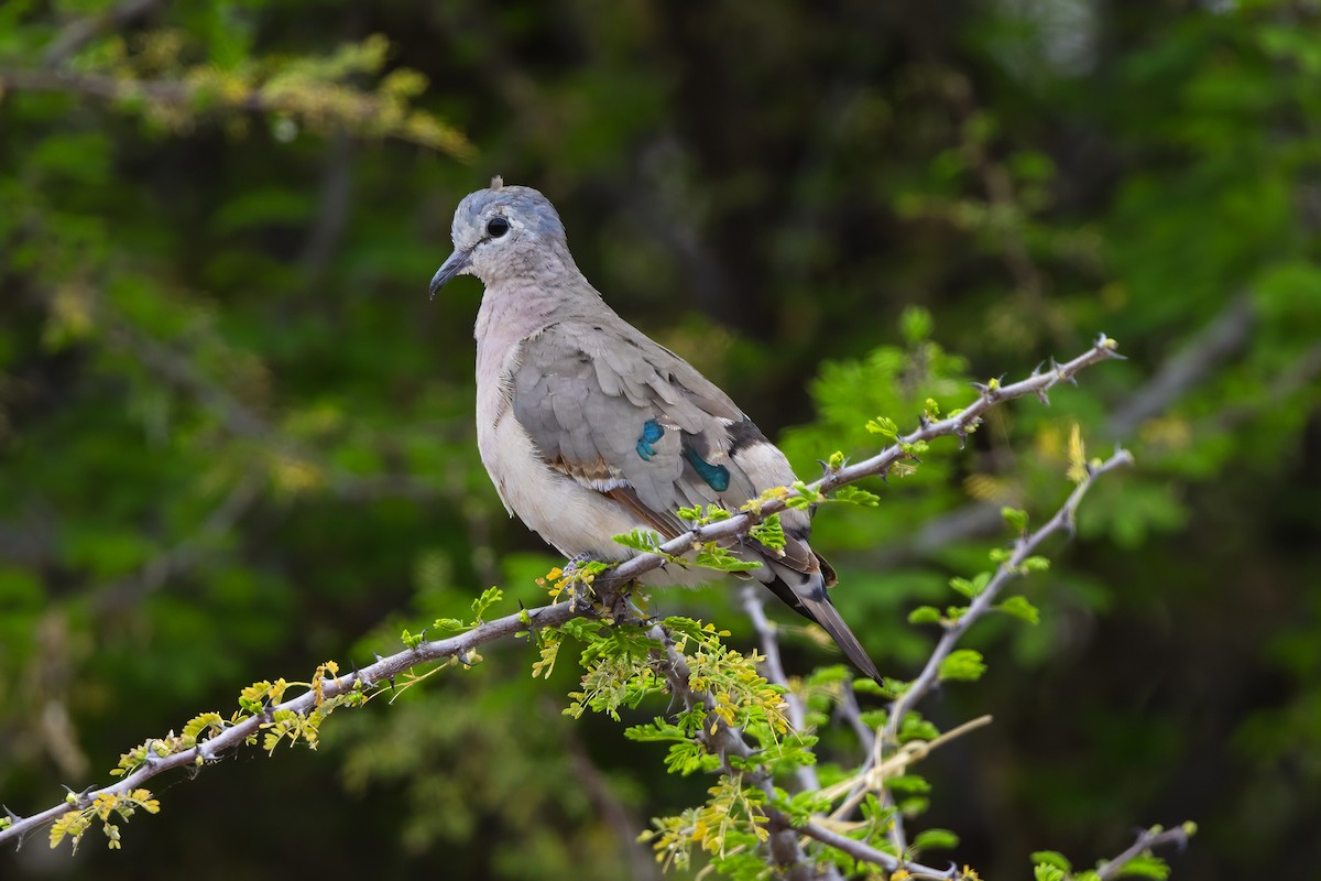 Emerald-spotted Wood-Dove - ML646445976