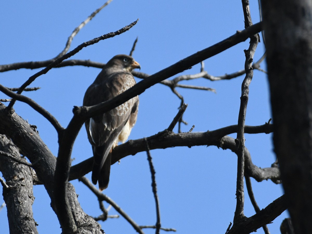 עקב לבן-עין - ML646445977