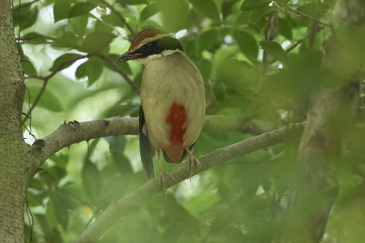 Fairy Pitta - ML646445978