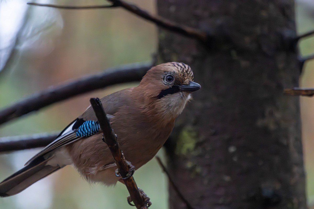 עורבני - ML646445979