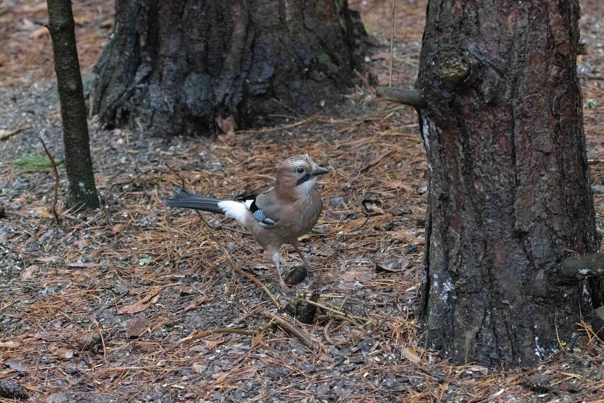 עורבני - ML646445980