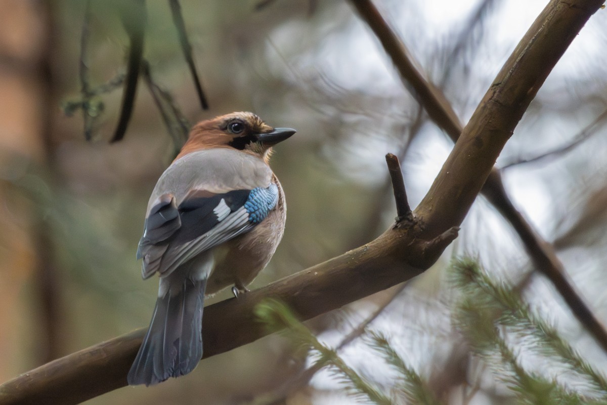 עורבני - ML646445981