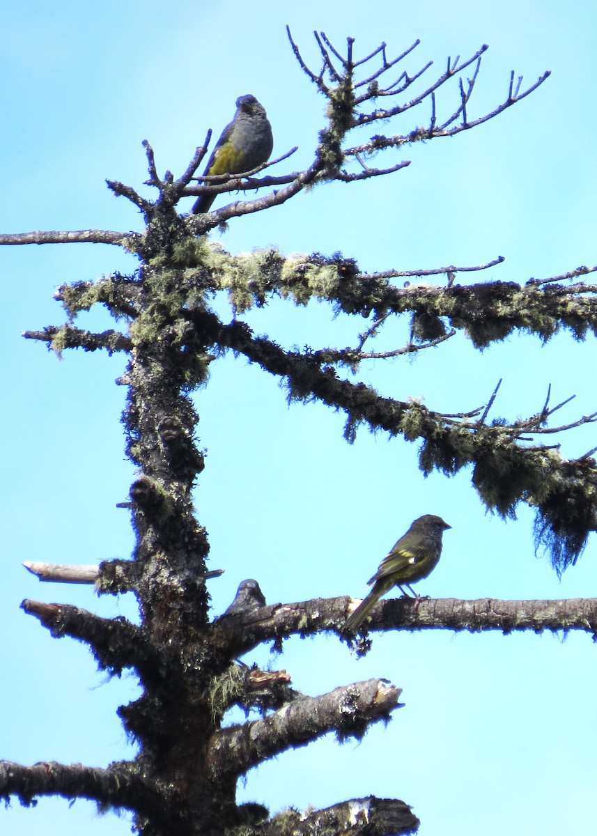 White-winged Grosbeak - ML646445982