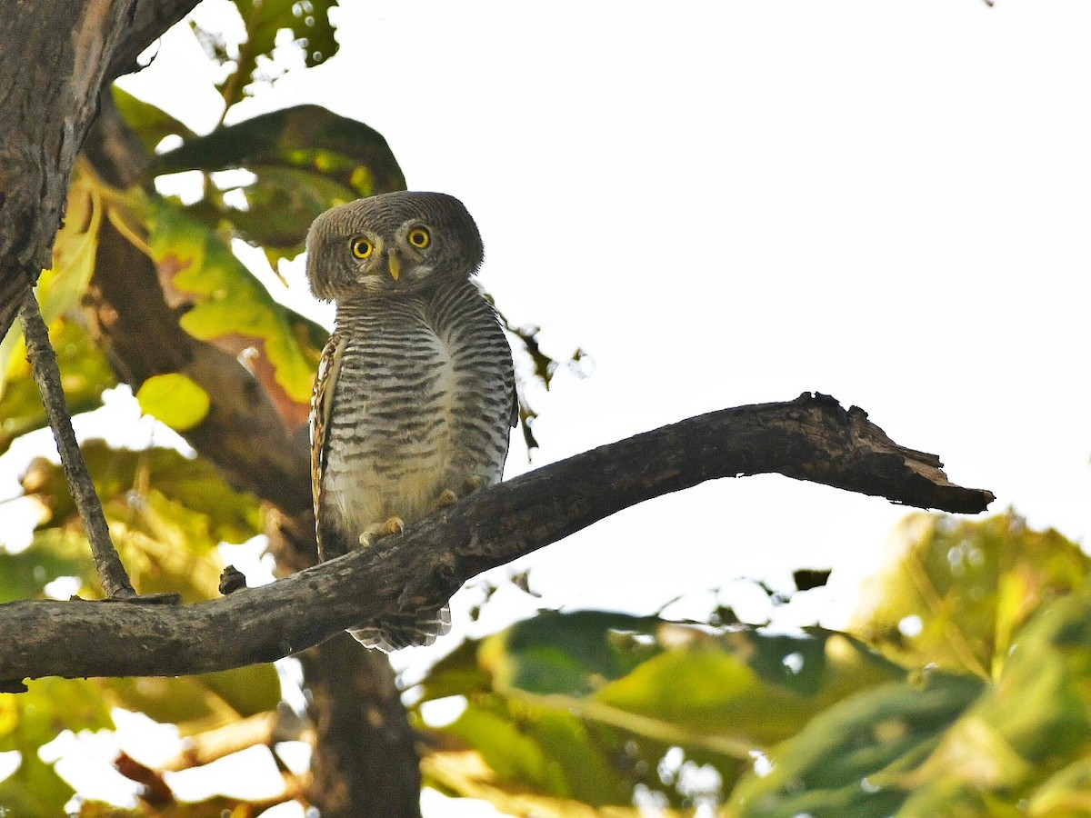 Jungle Owlet - ML646445983