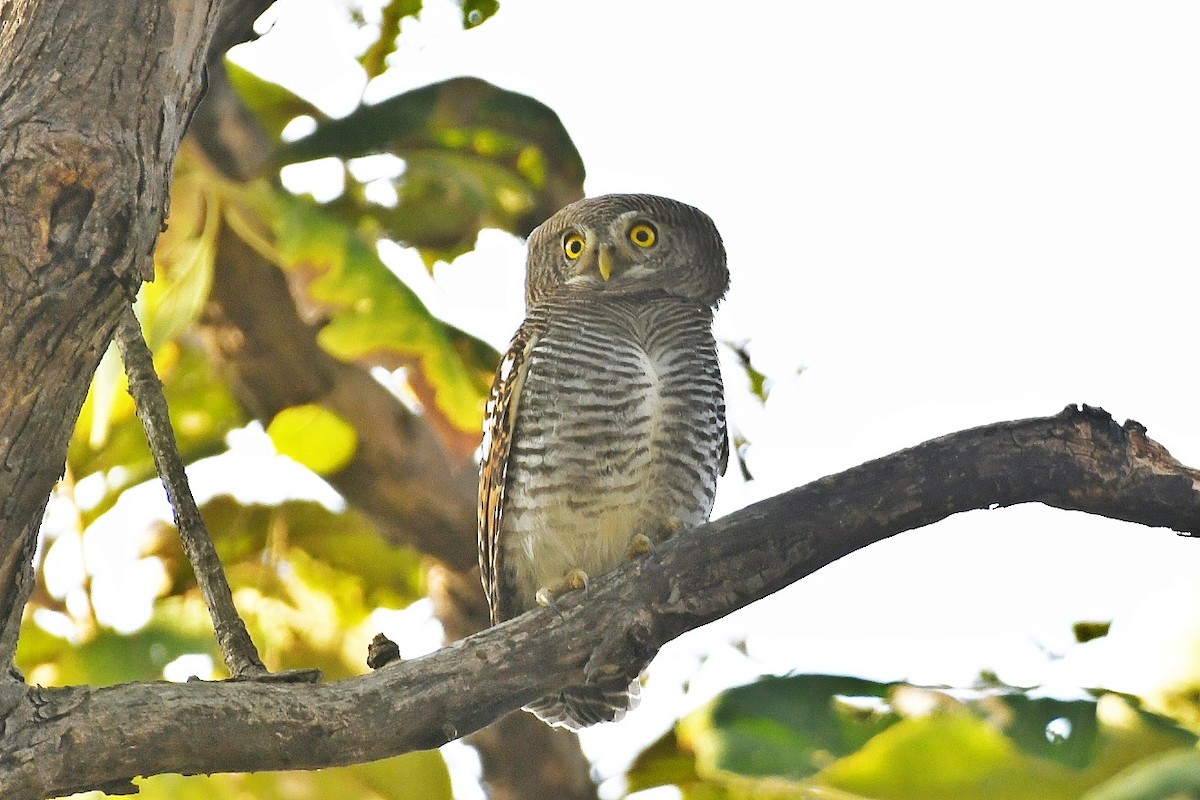 Jungle Owlet - ML646445984