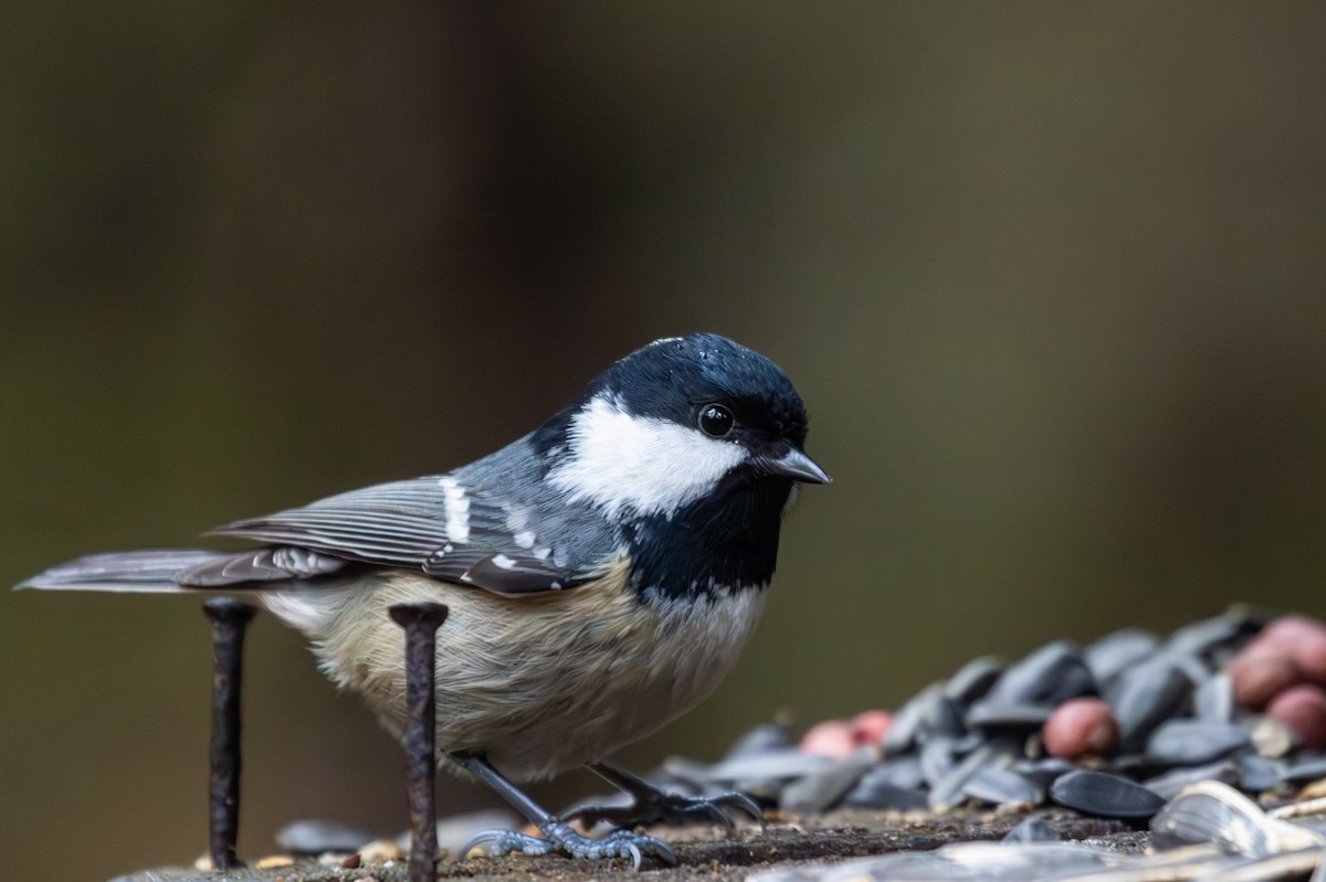 ירגזי שחור - ML646445985