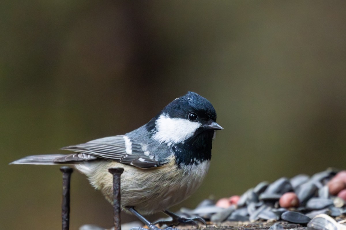 ירגזי שחור - ML646445986