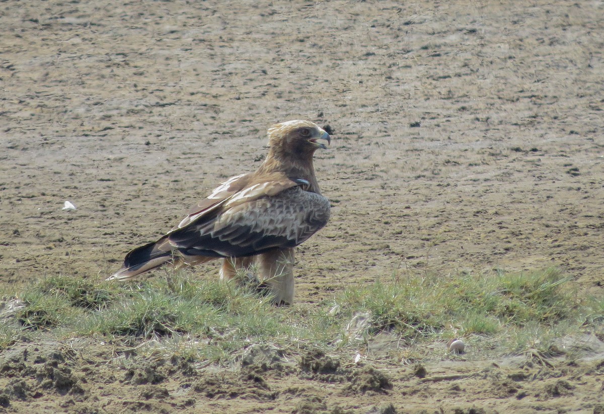 עיט גמדי - ML646445987