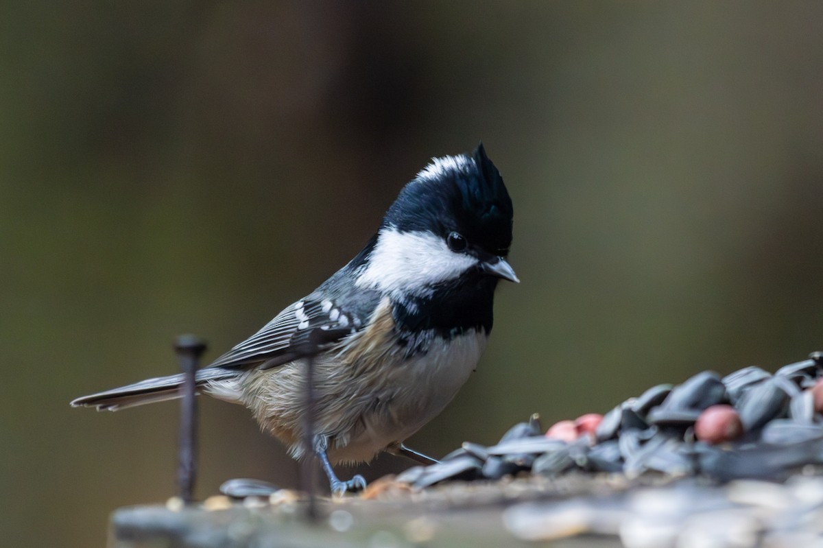 ירגזי שחור - ML646445988