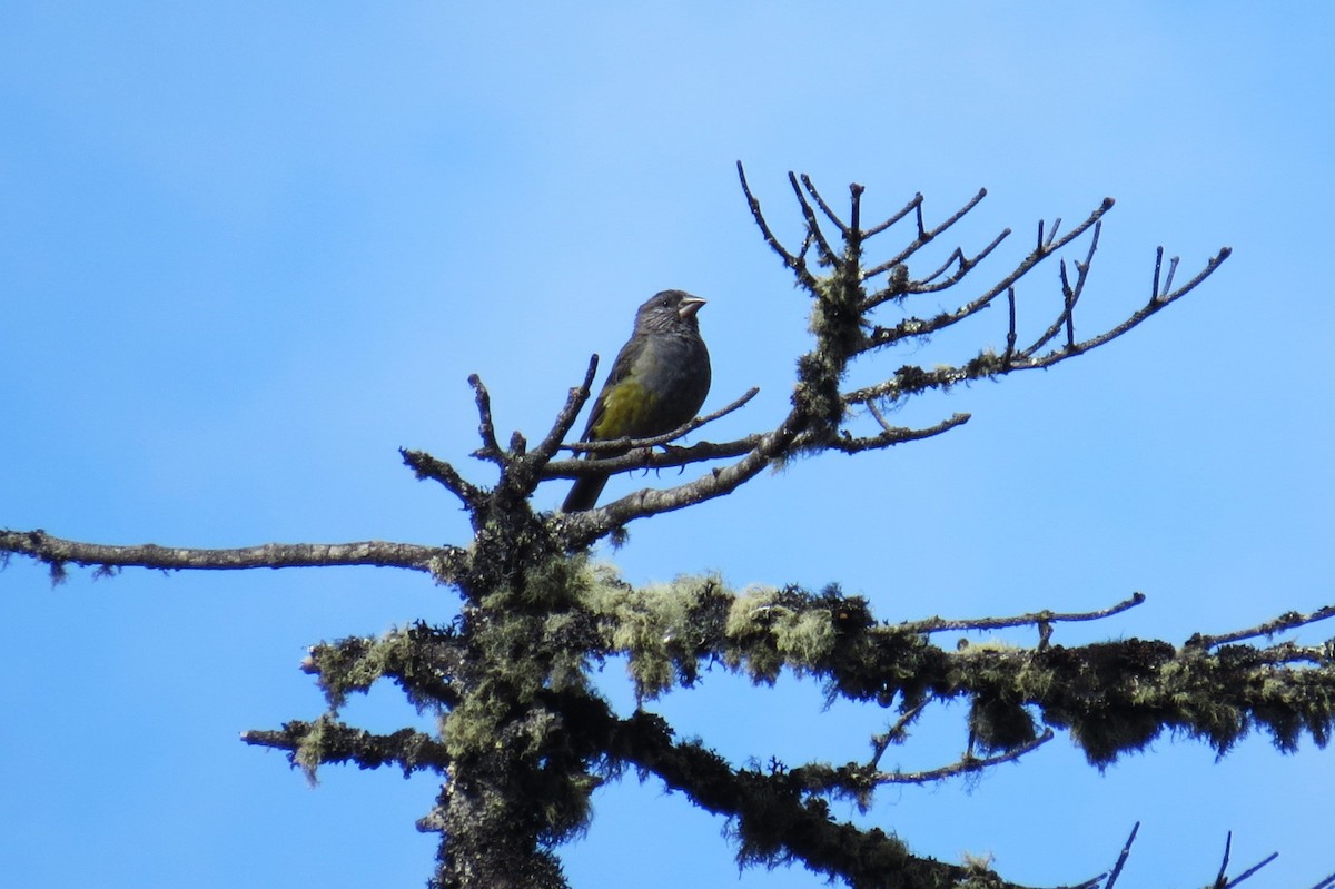 White-winged Grosbeak - ML646445989