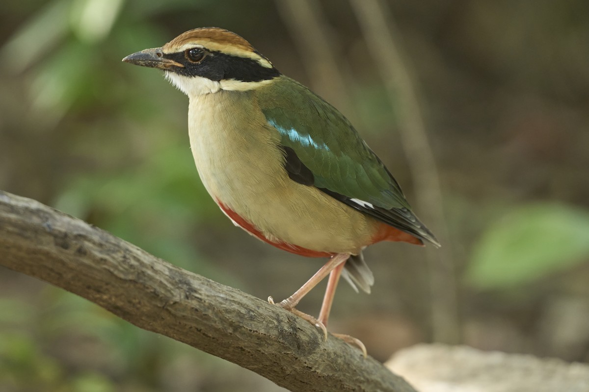 Fairy Pitta - ML646445990