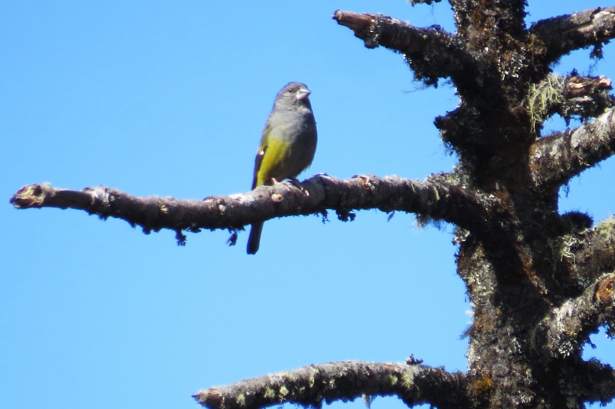 White-winged Grosbeak - ML646445991