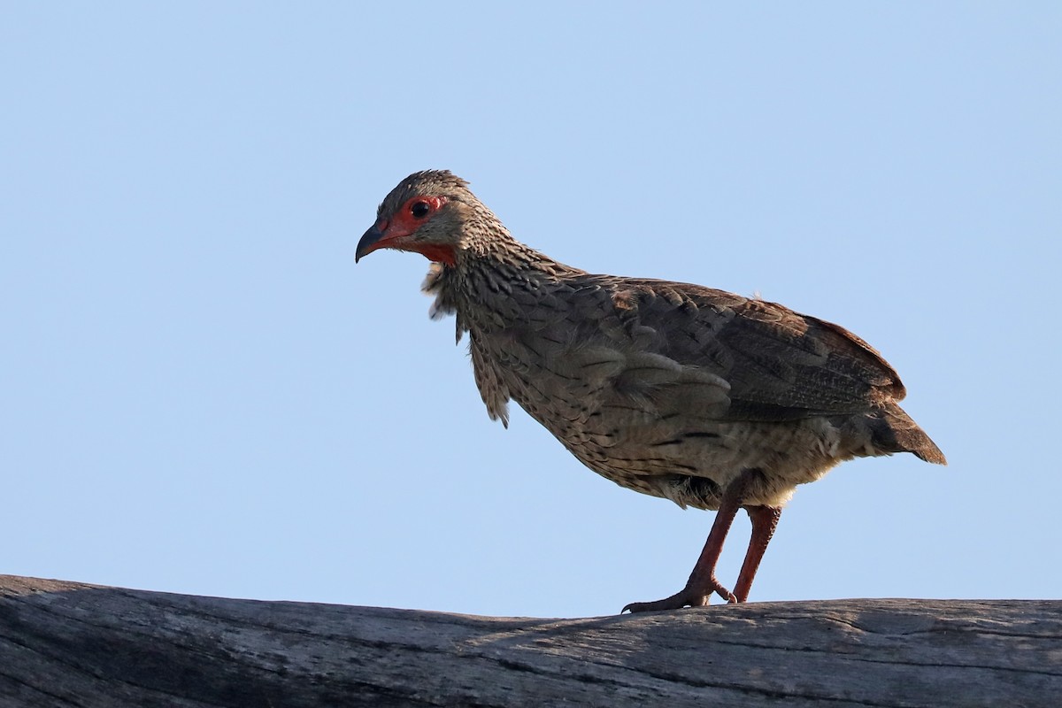 Swainson's Spurfowl - ML646445992
