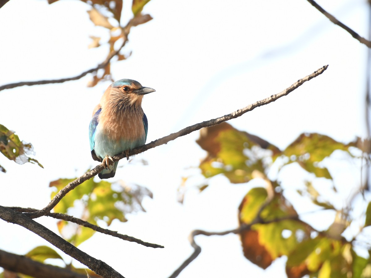 כחל הודי - ML646445993