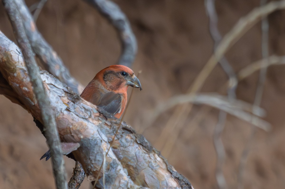 צלוב-מקור אדום - ML646445997
