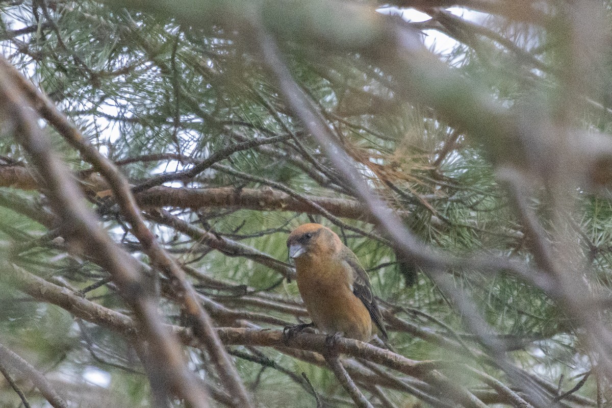 צלוב-מקור אדום - ML646445998