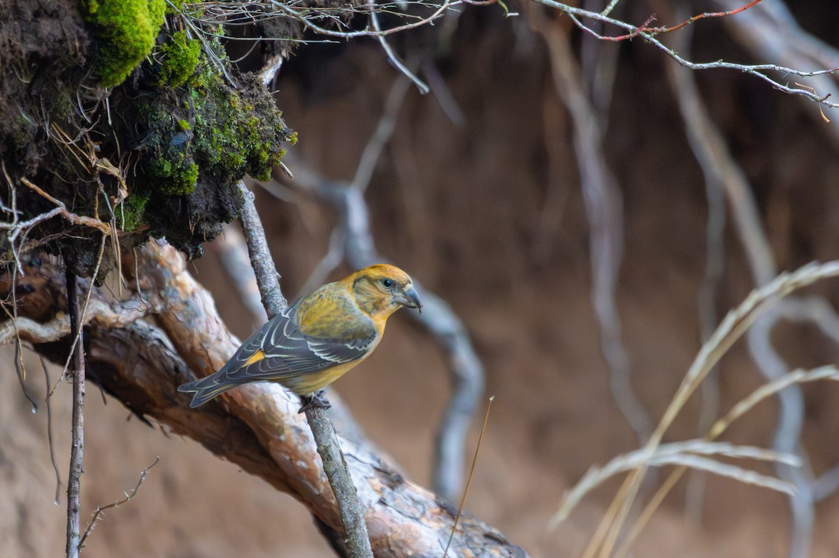 紅交嘴雀 - ML646445999