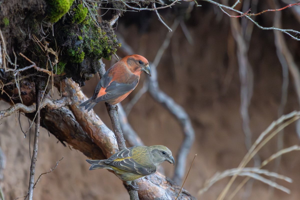 צלוב-מקור אדום - ML646446000
