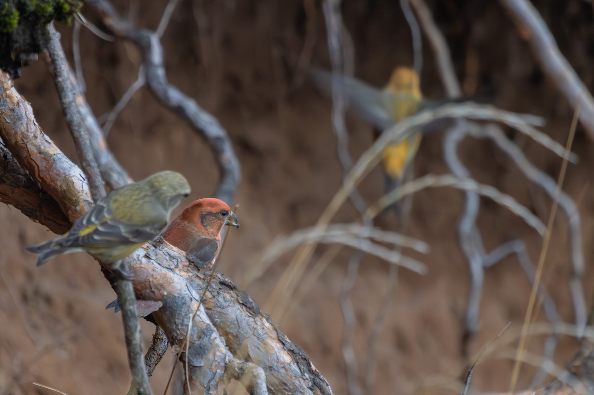 צלוב-מקור אדום - ML646446001