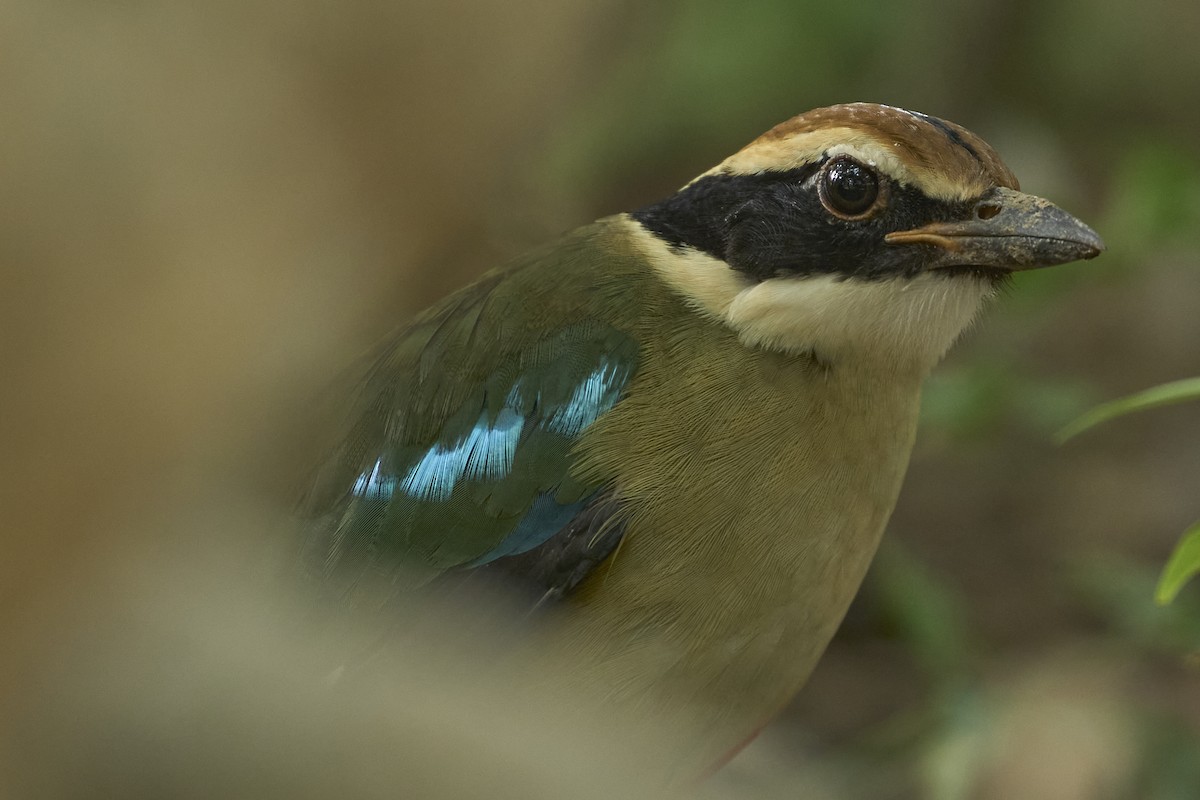 Fairy Pitta - ML646446002