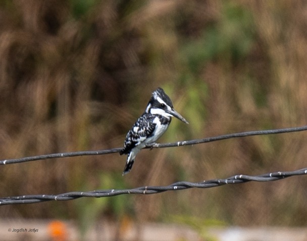 Pied Kingfisher - ML646446003