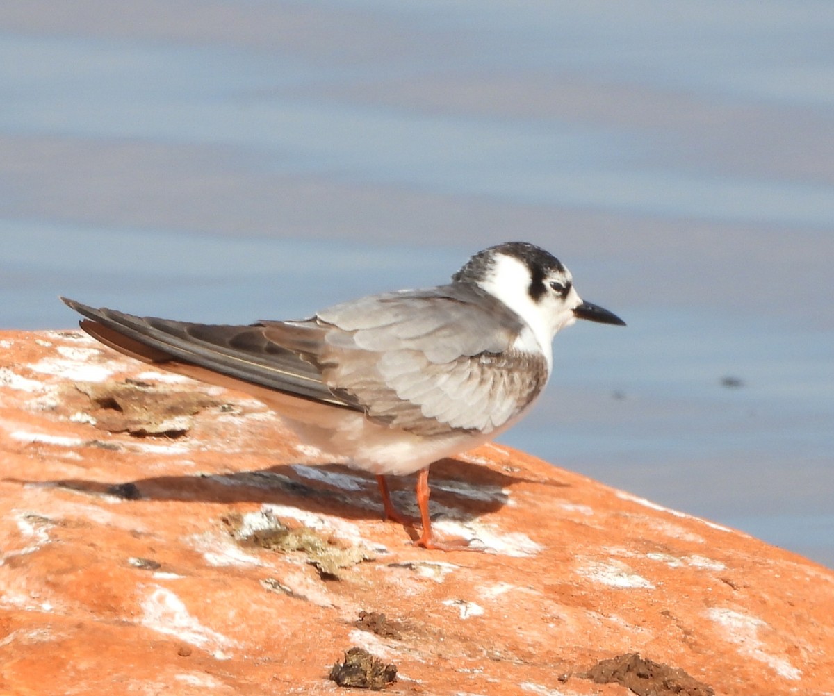 White-winged Tern - ML646446006
