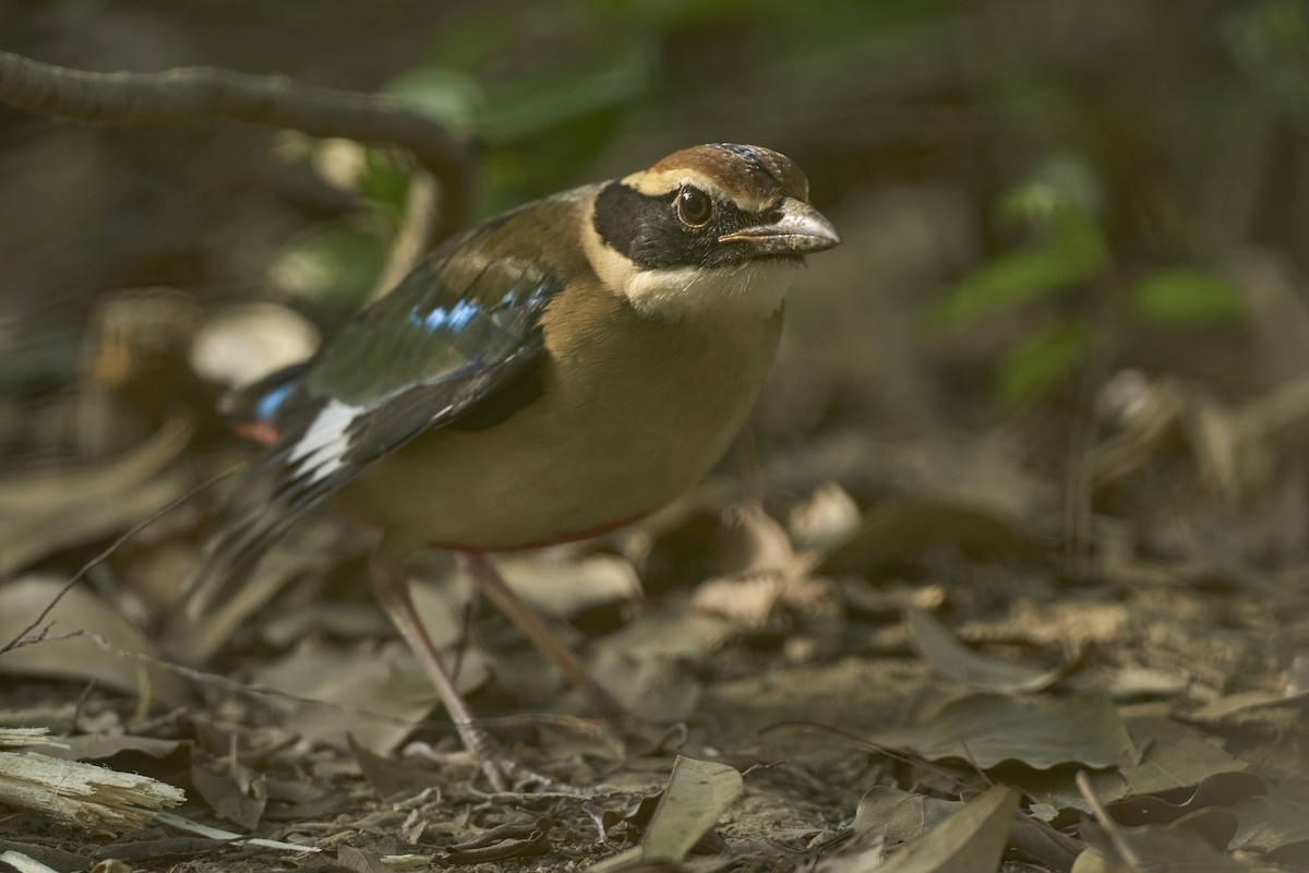 Fairy Pitta - ML646446007