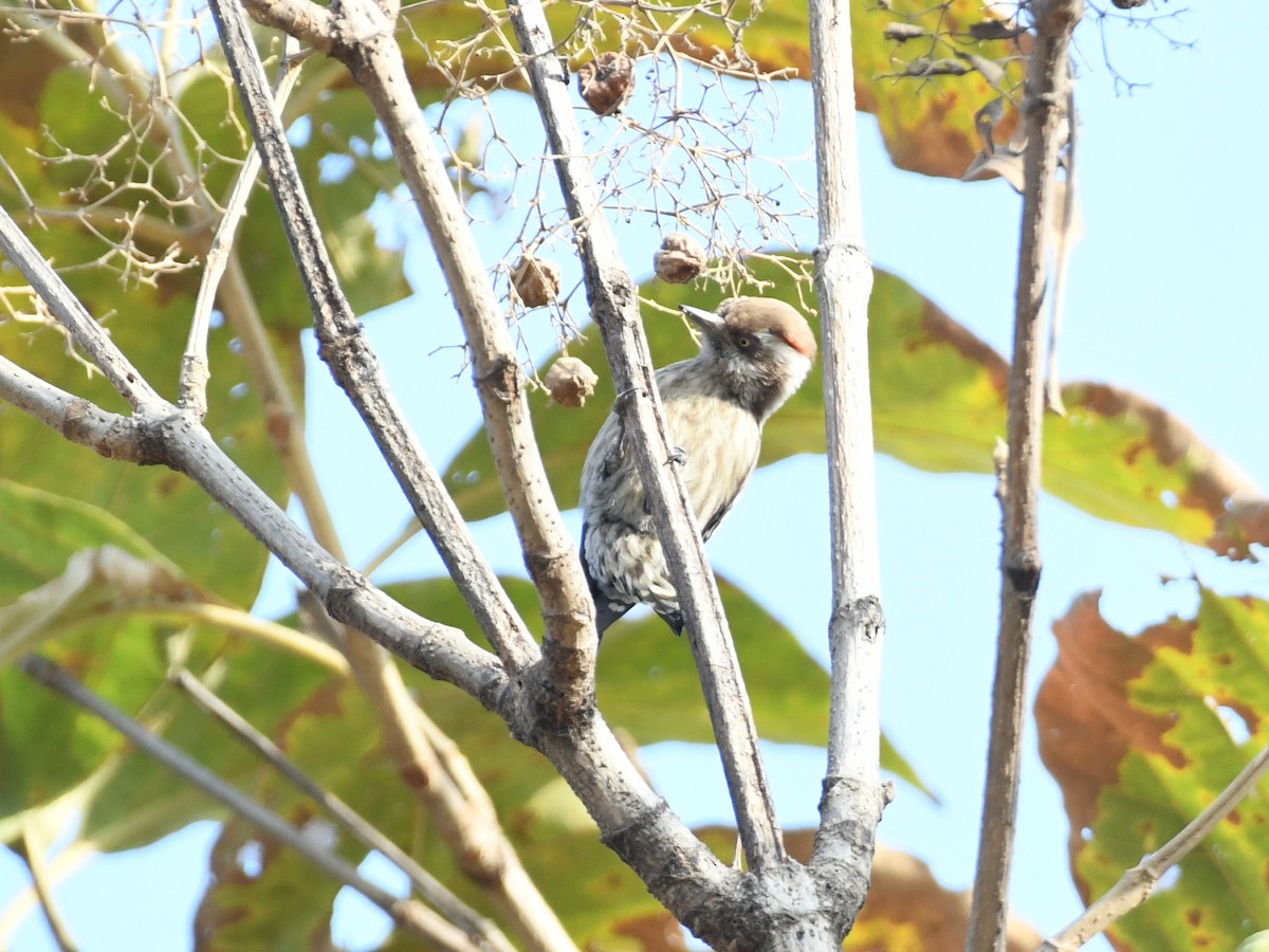 Brown-capped Pygmy Woodpecker - ML646446008