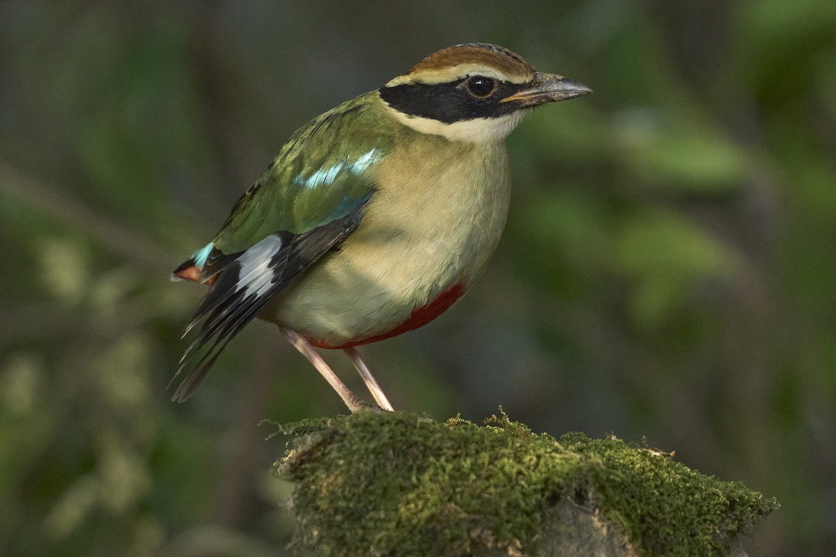 Fairy Pitta - ML646446012