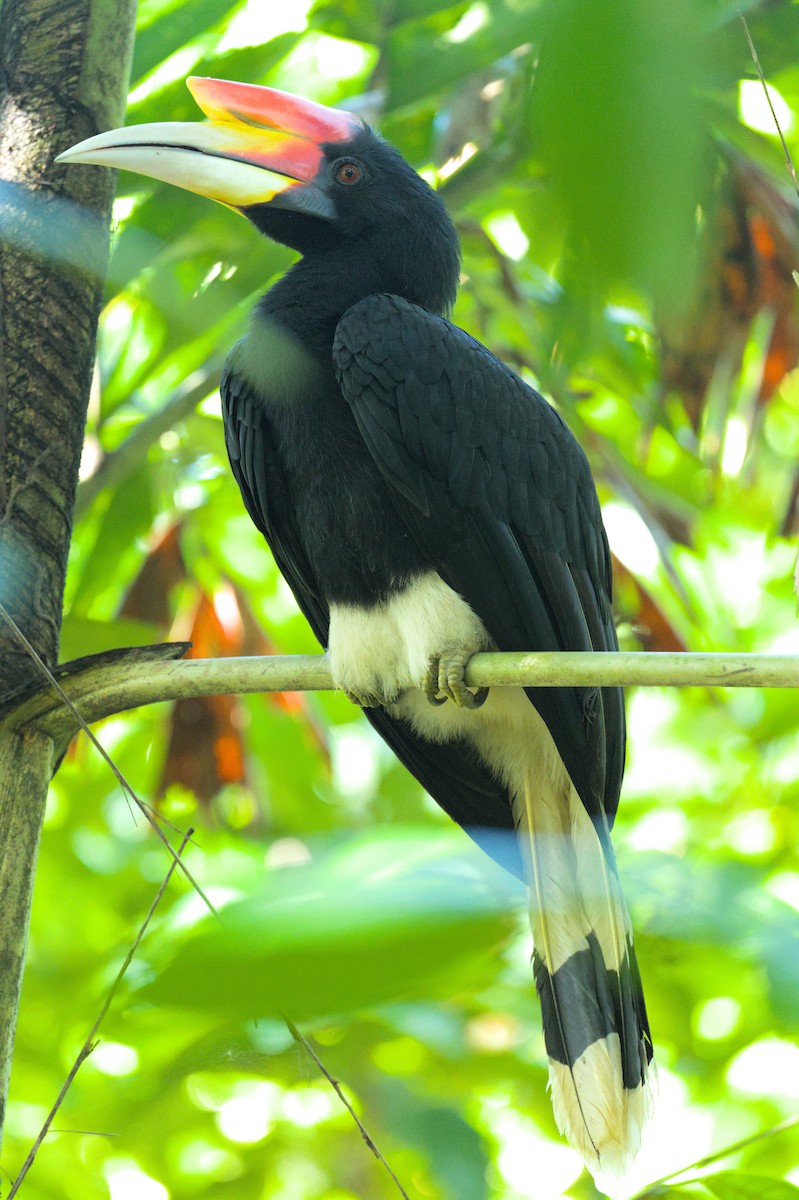 Rhinoceros Hornbill - ML646446021