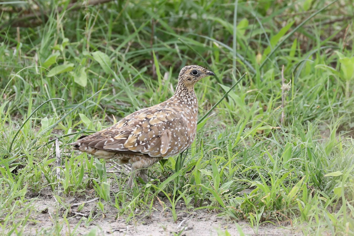 Burchell Bağırtlağı - ML646446024