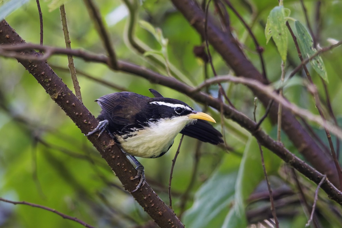 Indian Scimitar-Babbler - ML646446025