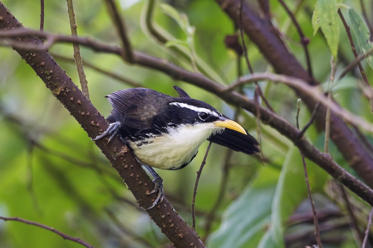 Indian Scimitar-Babbler - ML646446026