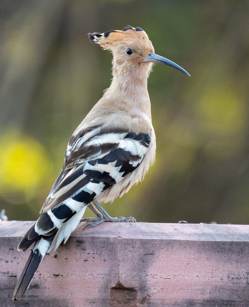Common Hoopoe - ML646446028