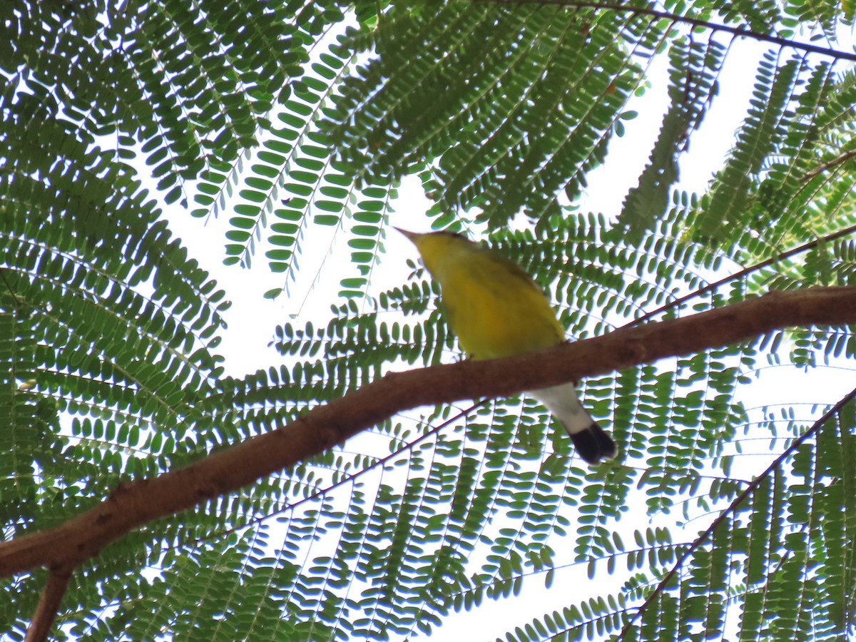Magnolia Warbler - ML646446029