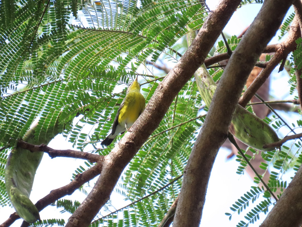 Magnolia Warbler - ML646446030