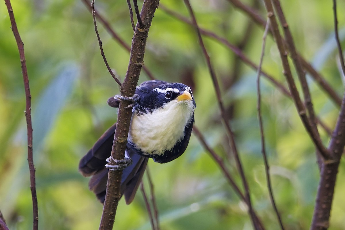 Indian Scimitar-Babbler - ML646446031