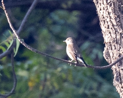 Red-breasted Flycatcher - ML646446032