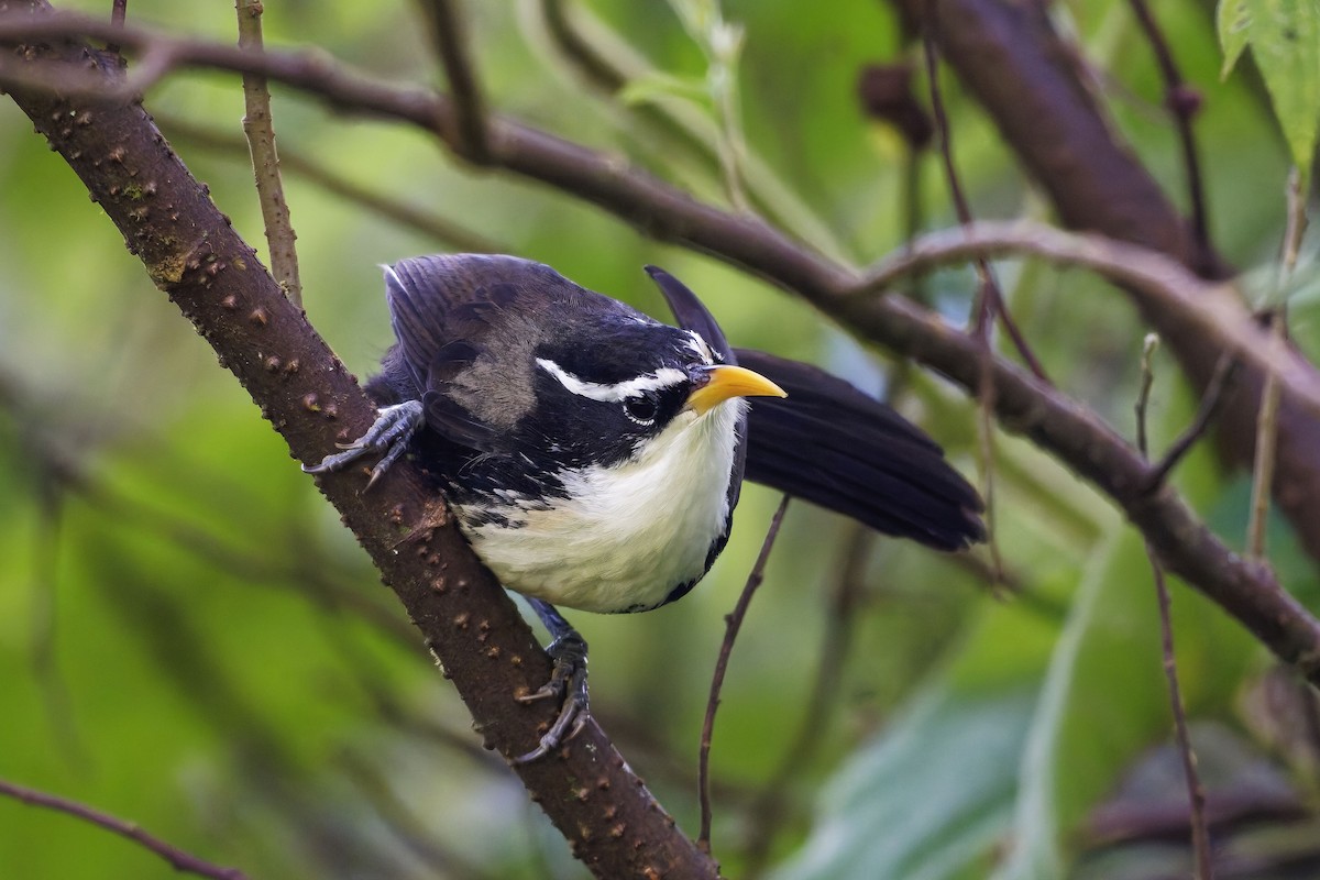 Indian Scimitar-Babbler - ML646446033