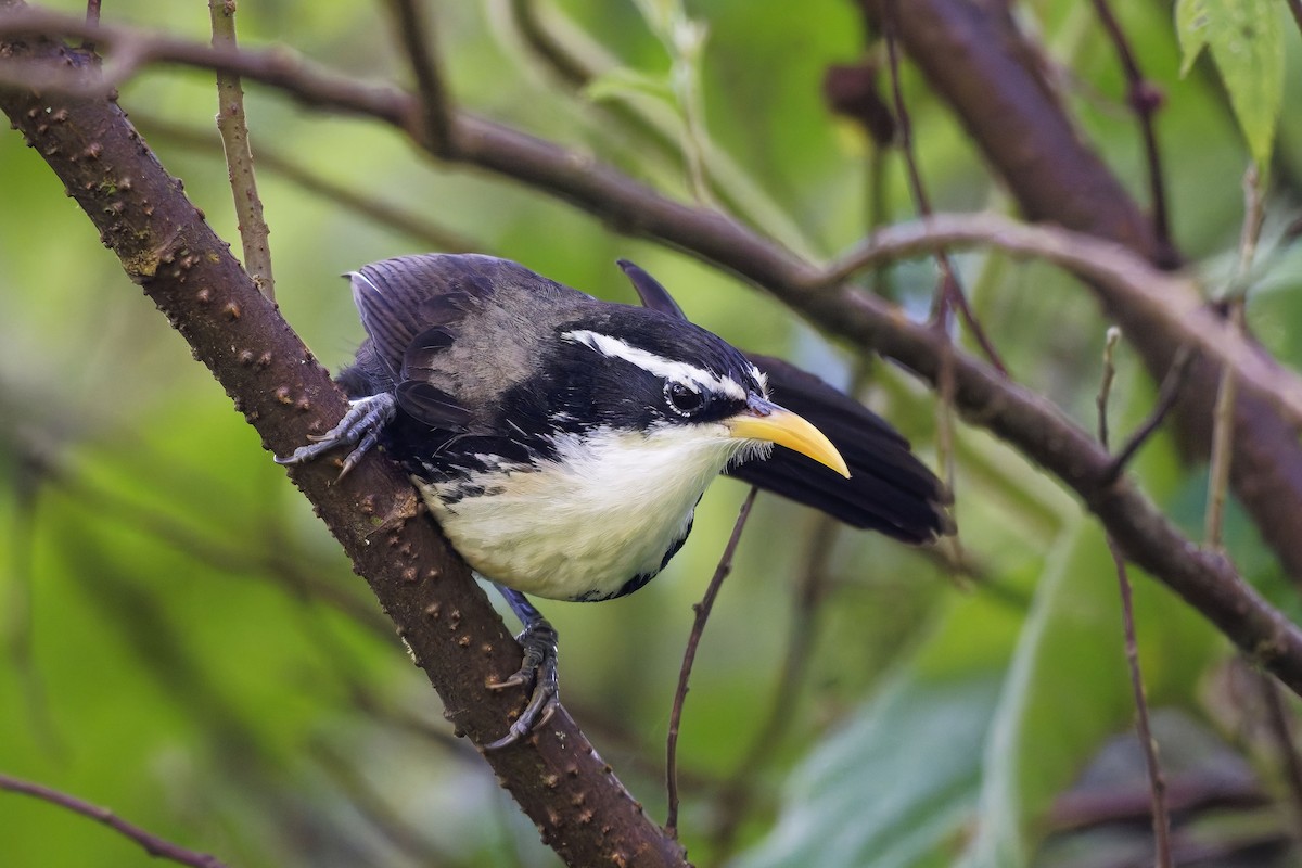 Indian Scimitar-Babbler - ML646446034