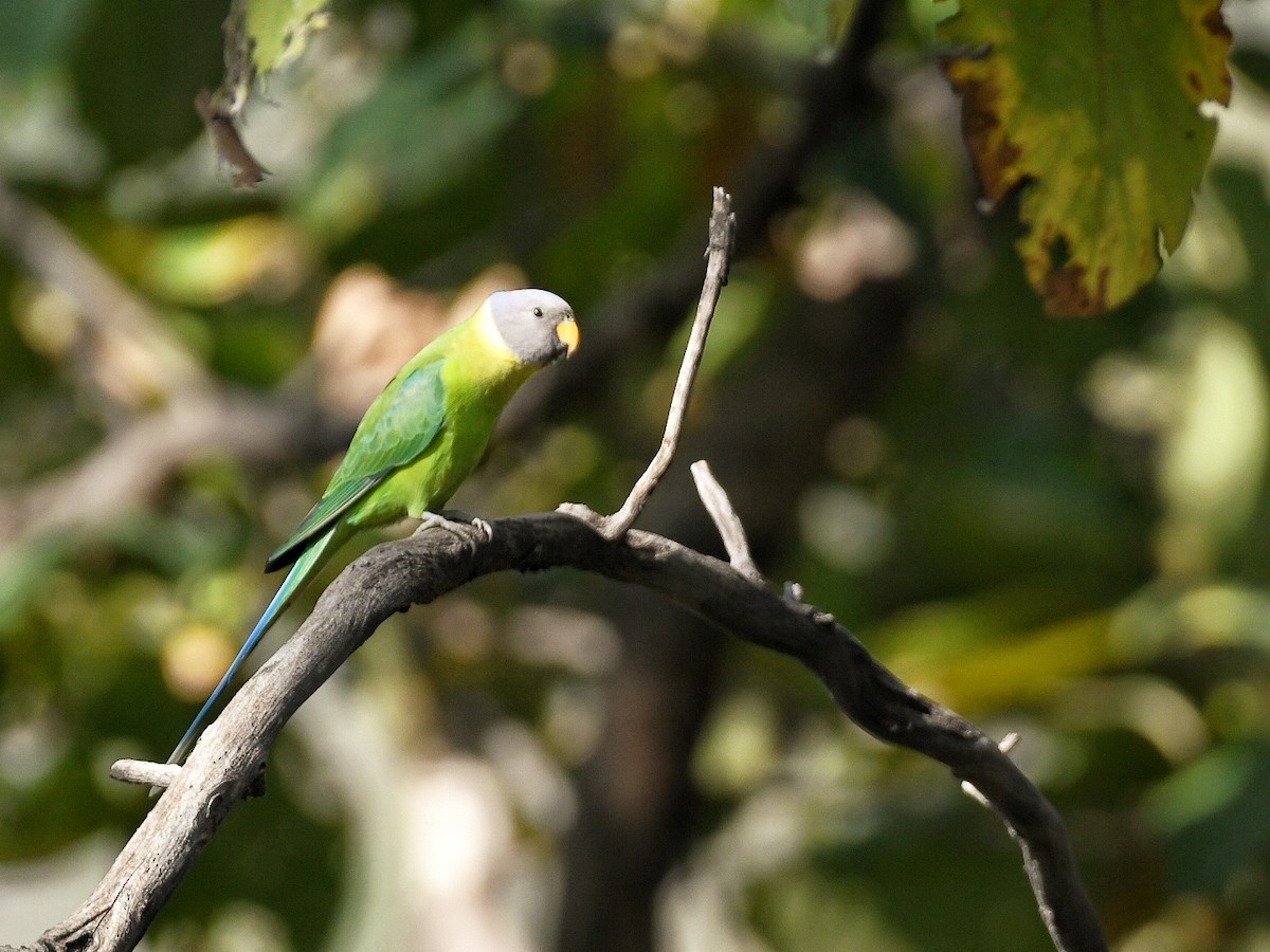 Plum-headed Parakeet - ML646446035