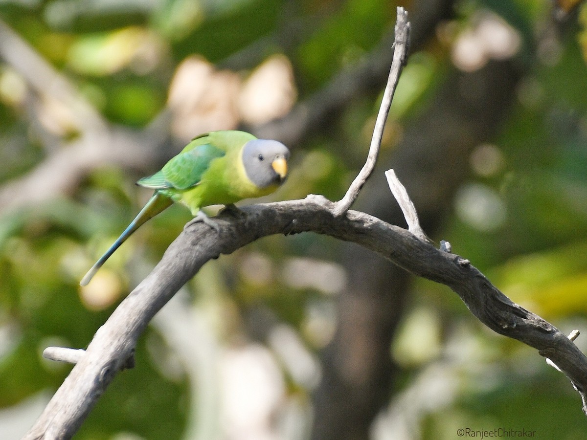 Plum-headed Parakeet - ML646446036