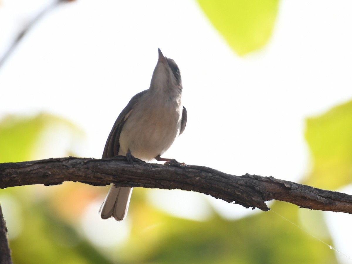 Common Woodshrike - ML646446040